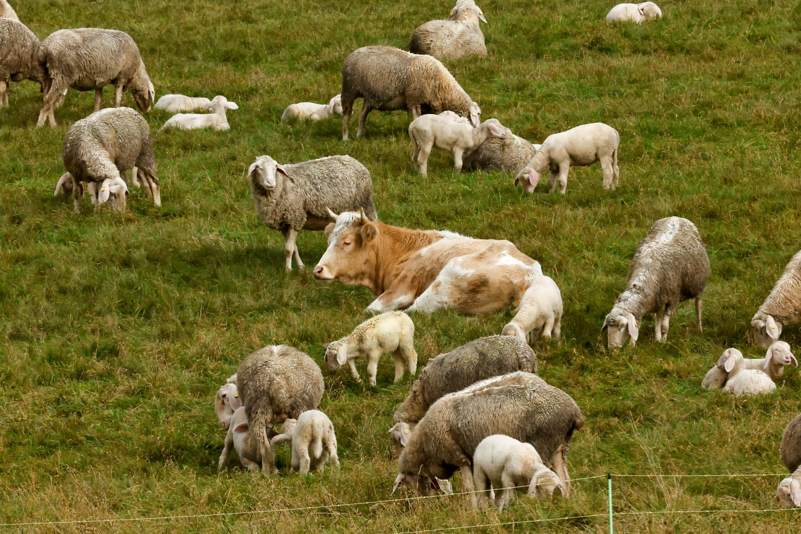 Ein Rind liegt auf der Wiese zwischen vielen Schafen.