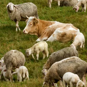 Ein Rind liegt auf der Wiese zwischen vielen Schafen.