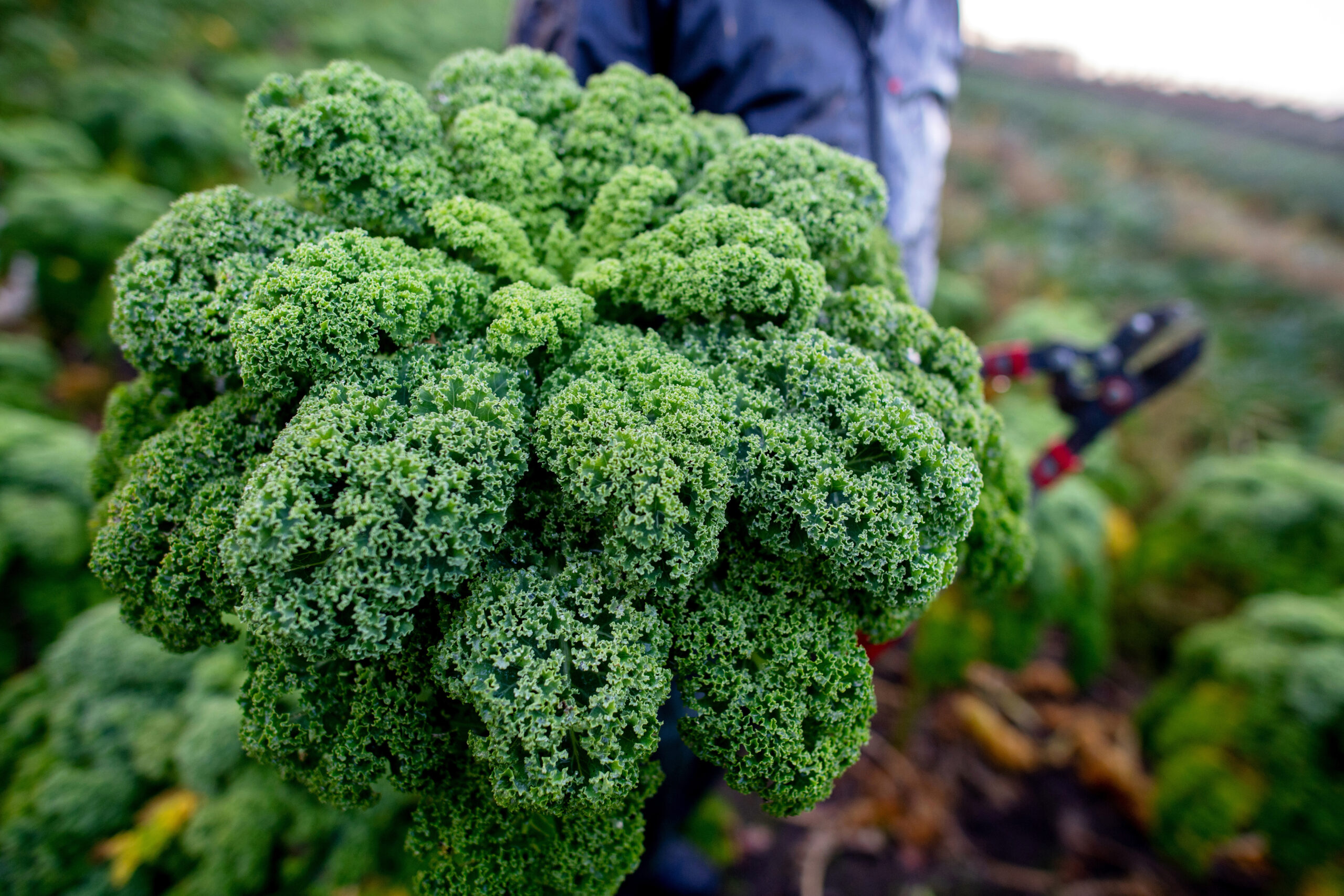 Grünkohlernte auf einem Feld in Niedersachsen. In Niedersachsen steht die Grünkohlsaison vor dem Start.