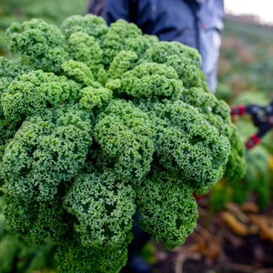 Grünkohlernte auf einem Feld in Niedersachsen. In Niedersachsen steht die Grünkohlsaison vor dem Start.