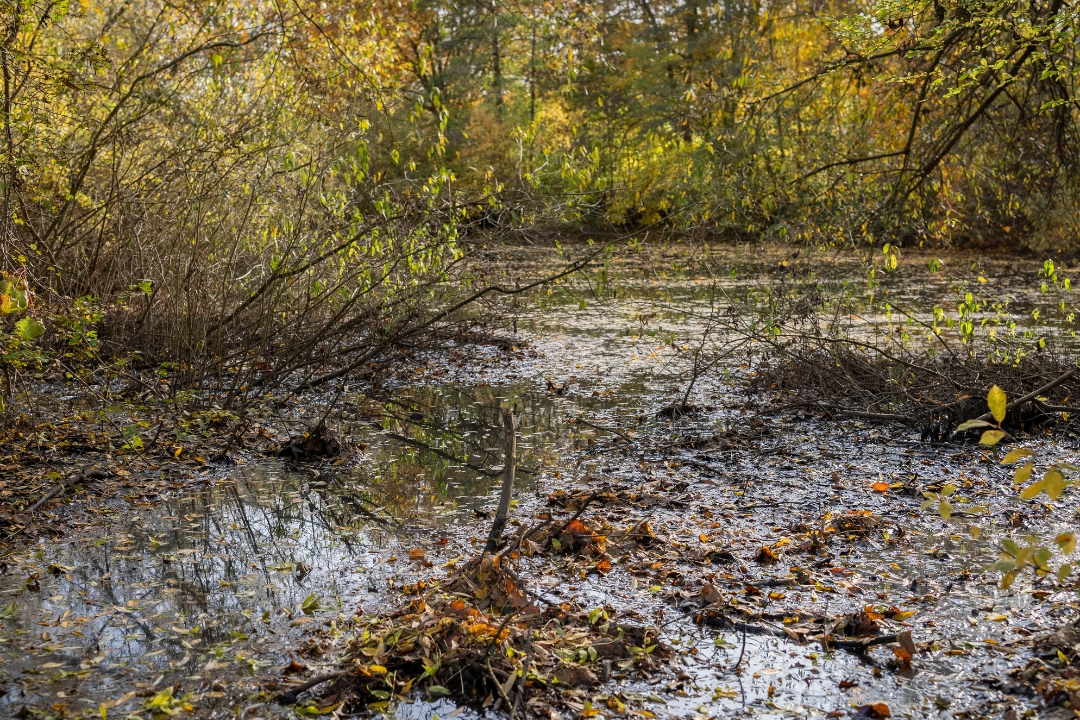 Die Düngelau fließt durch Stellingen und Eidelstedt.