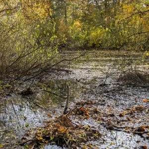 Die Düngelau fließt durch Stellingen und Eidelstedt.