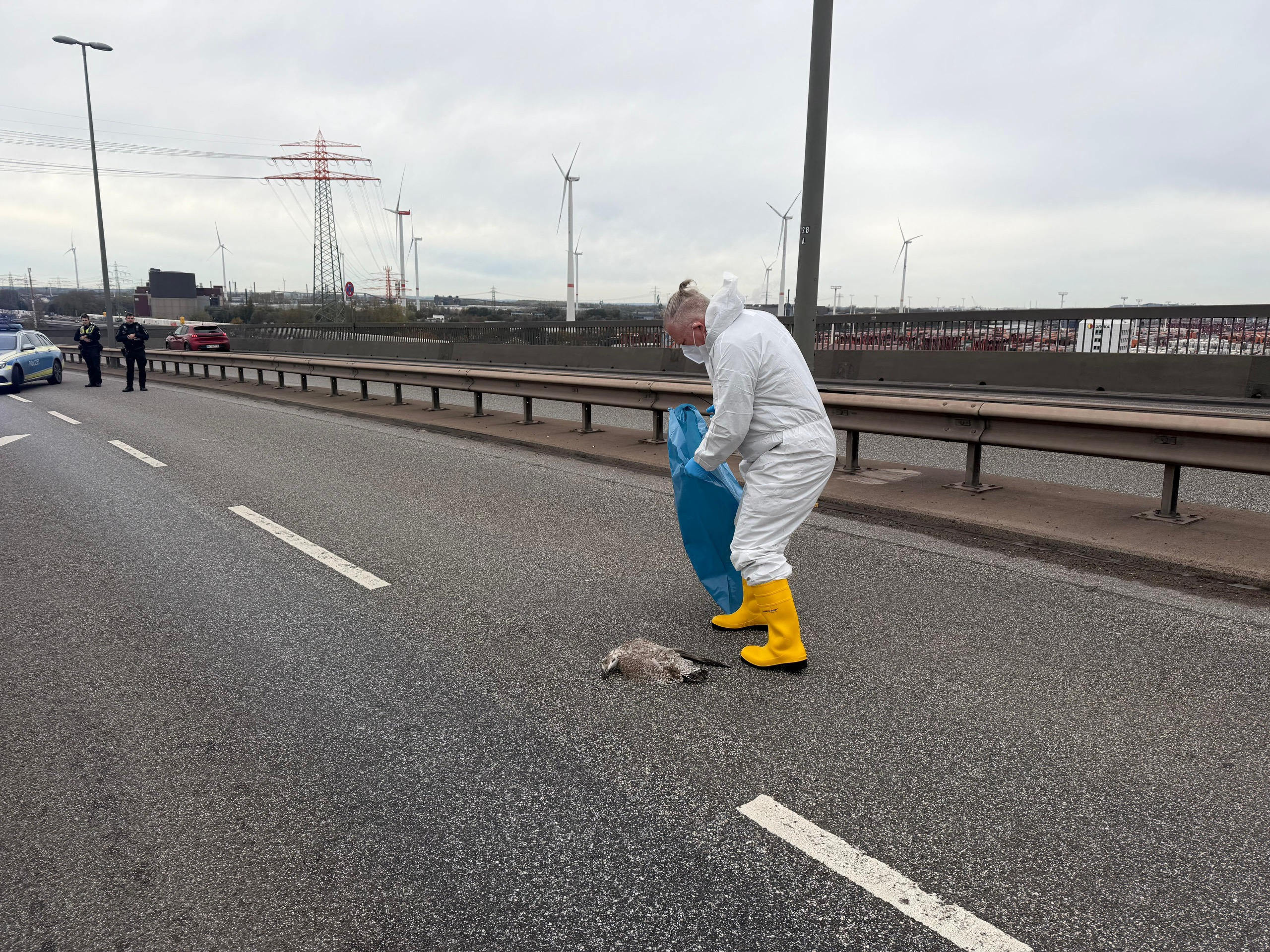 Sperrung auf der Köhlbrandbrücke wegen einer toten Möwe. Diese wird nun auf das Vogelgrippe-Virus geprüft.