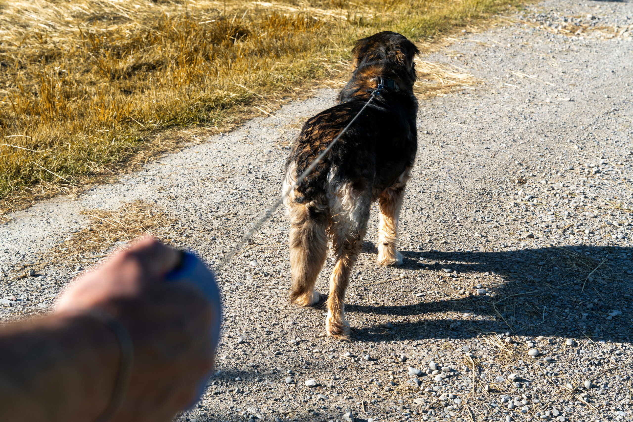 Viele Hundehalter fragten nach, ob sie ihren Vierbeiner mit ins Café bringen dürfen (Symbolbild).