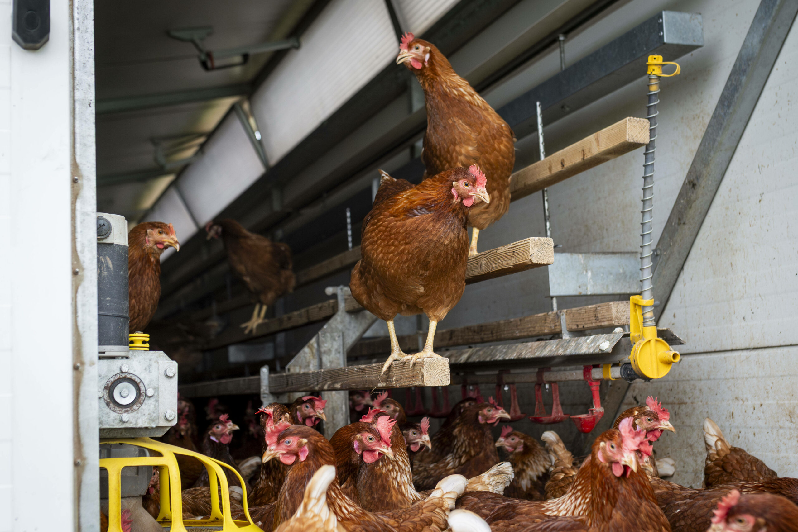 In Niedersachsen wurden schon mehr als 1 Million Tiere wegen der Vogelgrippe getötet. (Symbolbild)