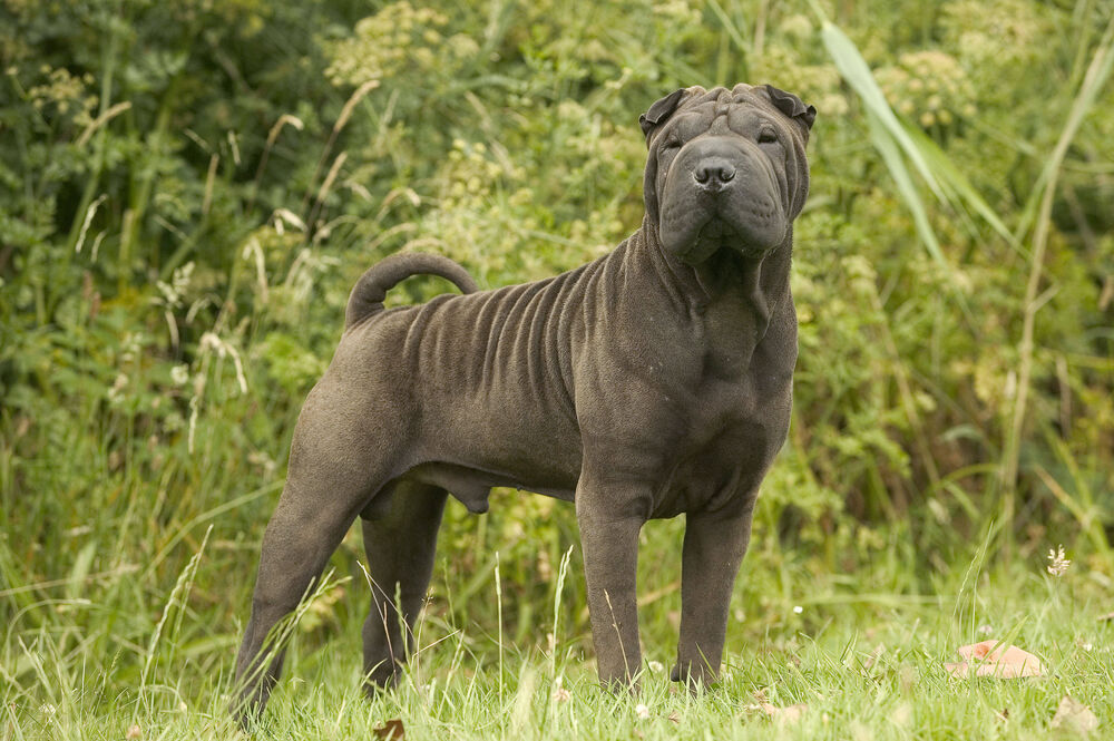 Ein Shar Pei (Symbolbild).