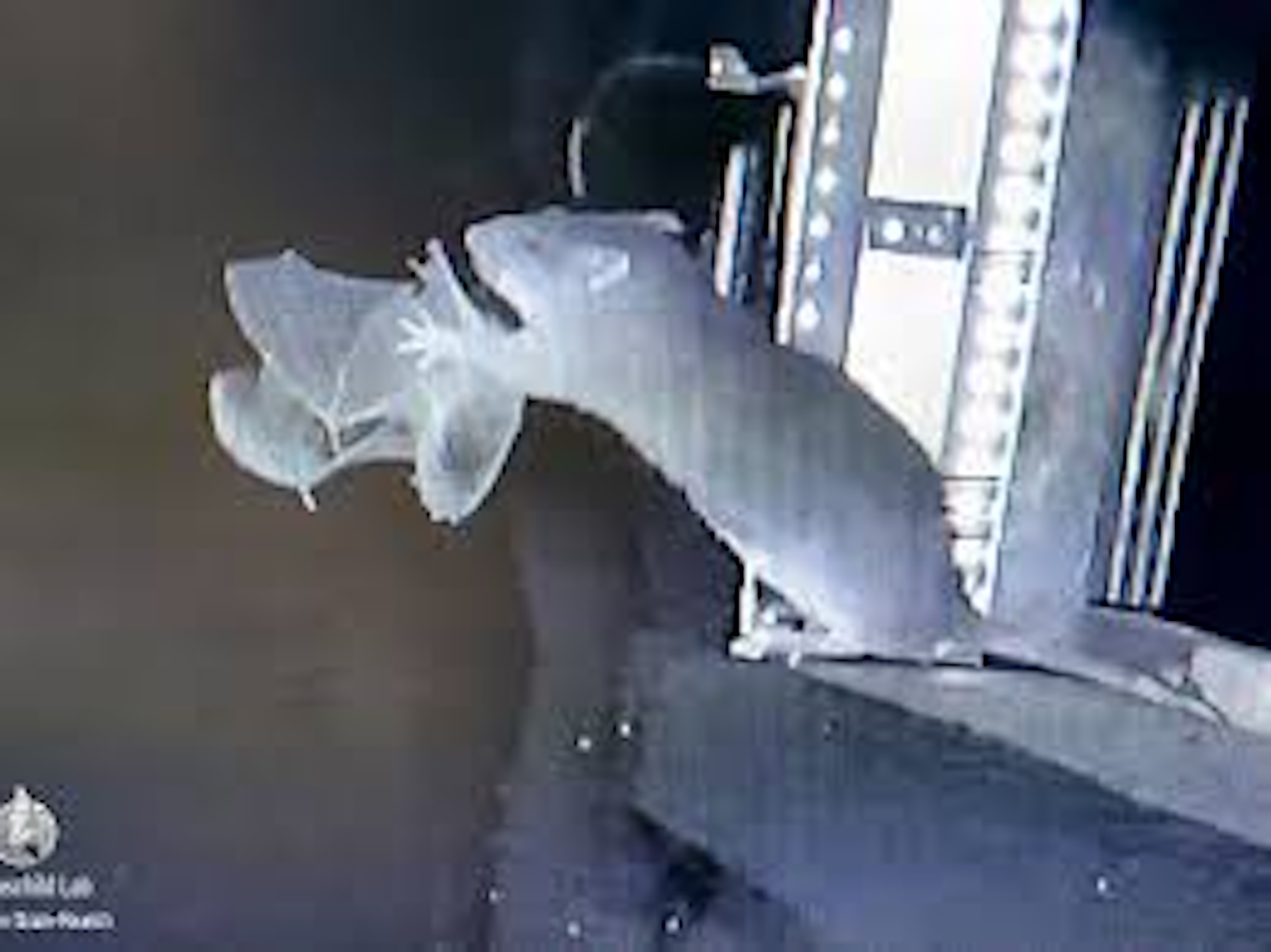 Bildaufnahme einer Infrarotkamera, auf der eine Wanderratte eine Fledermaus aus der Luft fängt.