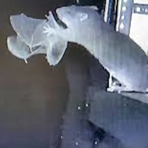 Bildaufnahme einer Infrarotkamera, auf der eine Wanderratte eine Fledermaus aus der Luft fängt.