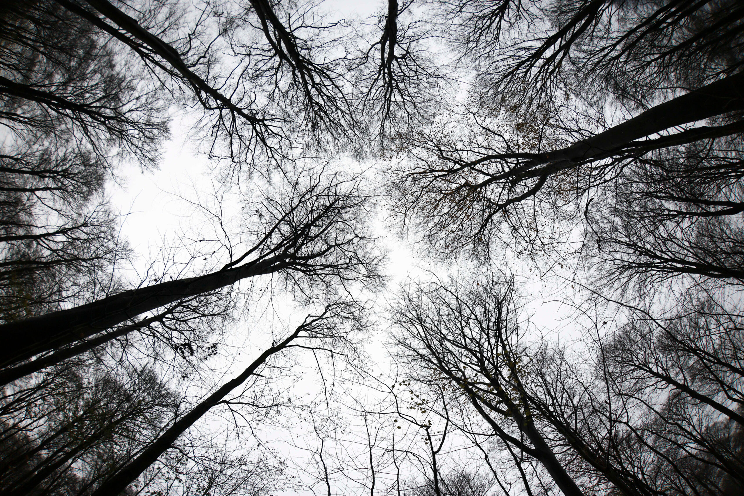 Der Wald in Schleswig-Holstein