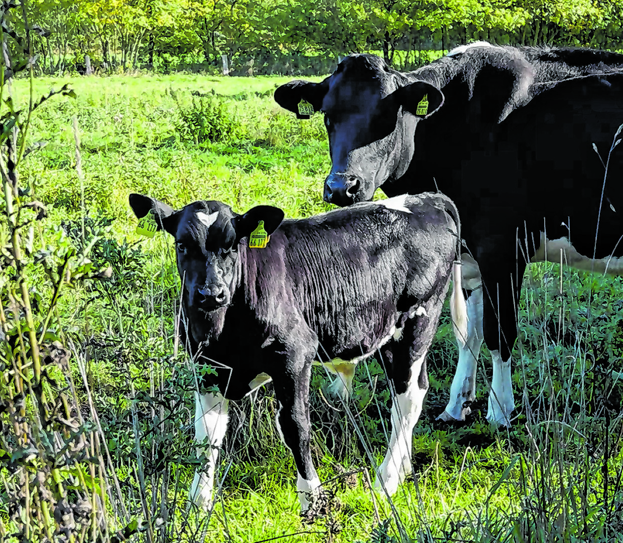 Eine Kuh mit ihrem Kalb.