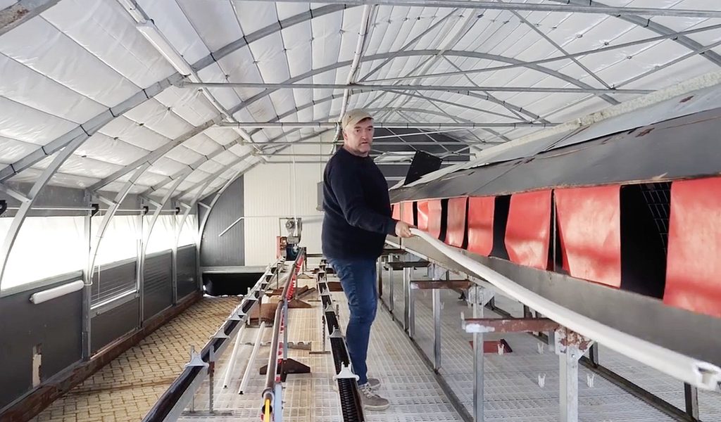 Gefl-gelpest-sorgt-f-r-Existenznot-Ich-stehe-vor-dem-Nichts-