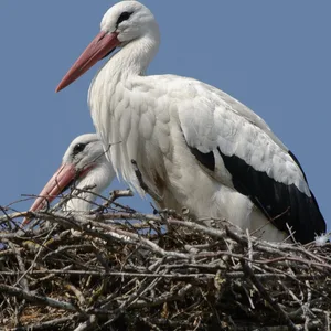 Die beiden Störche Fridolin und Mai sitzen in einem Horst.