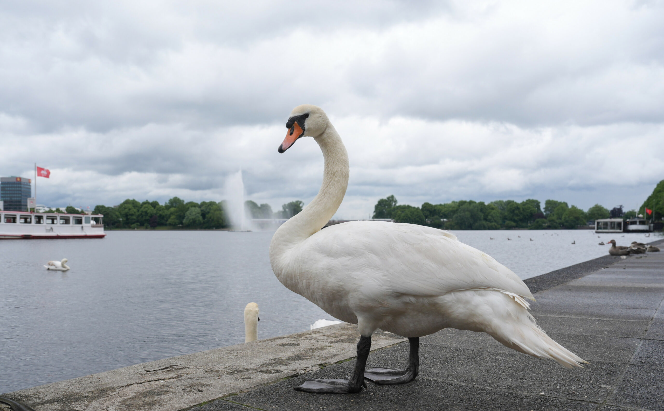 Ein Alsterschwan steht am Ufer der Binnenalster am Ballindamm in der Innenstadt.