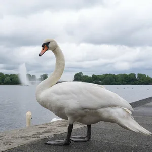 Ein Alsterschwan steht am Ufer der Binnenalster am Ballindamm in der Innenstadt.