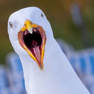 Bilder, die man hören kann: Eine Möwe schreit aus vollem Vogelhals.