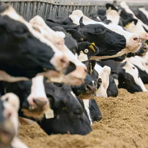 Milchkühe in einem Gut. (Symbolbild)