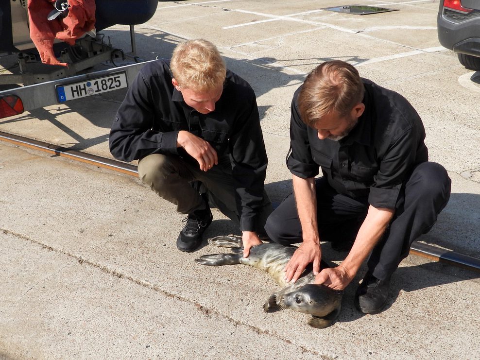 Schwanenvater Olaf Nieß und sein Team retteten den geschwächten Seehund