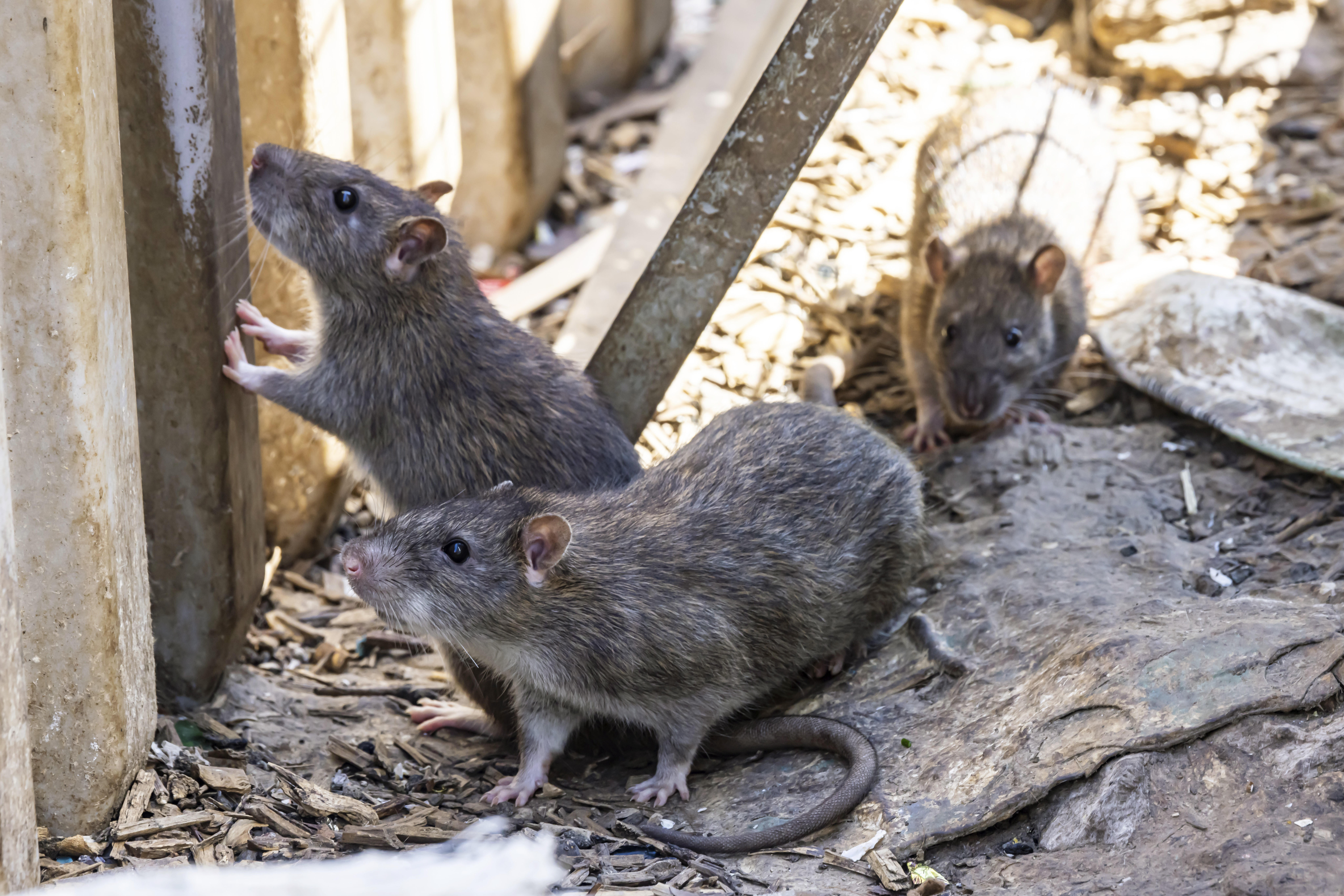 Viele Städte haben ein Rattenproblem – Diese Bezirke in Hamburg sind besonders stark betroffen. (Symbolbild)