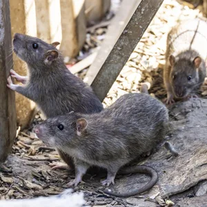 Viele Städte haben ein Rattenproblem – Diese Bezirke in Hamburg sind besonders stark betroffen. (Symbolbild)