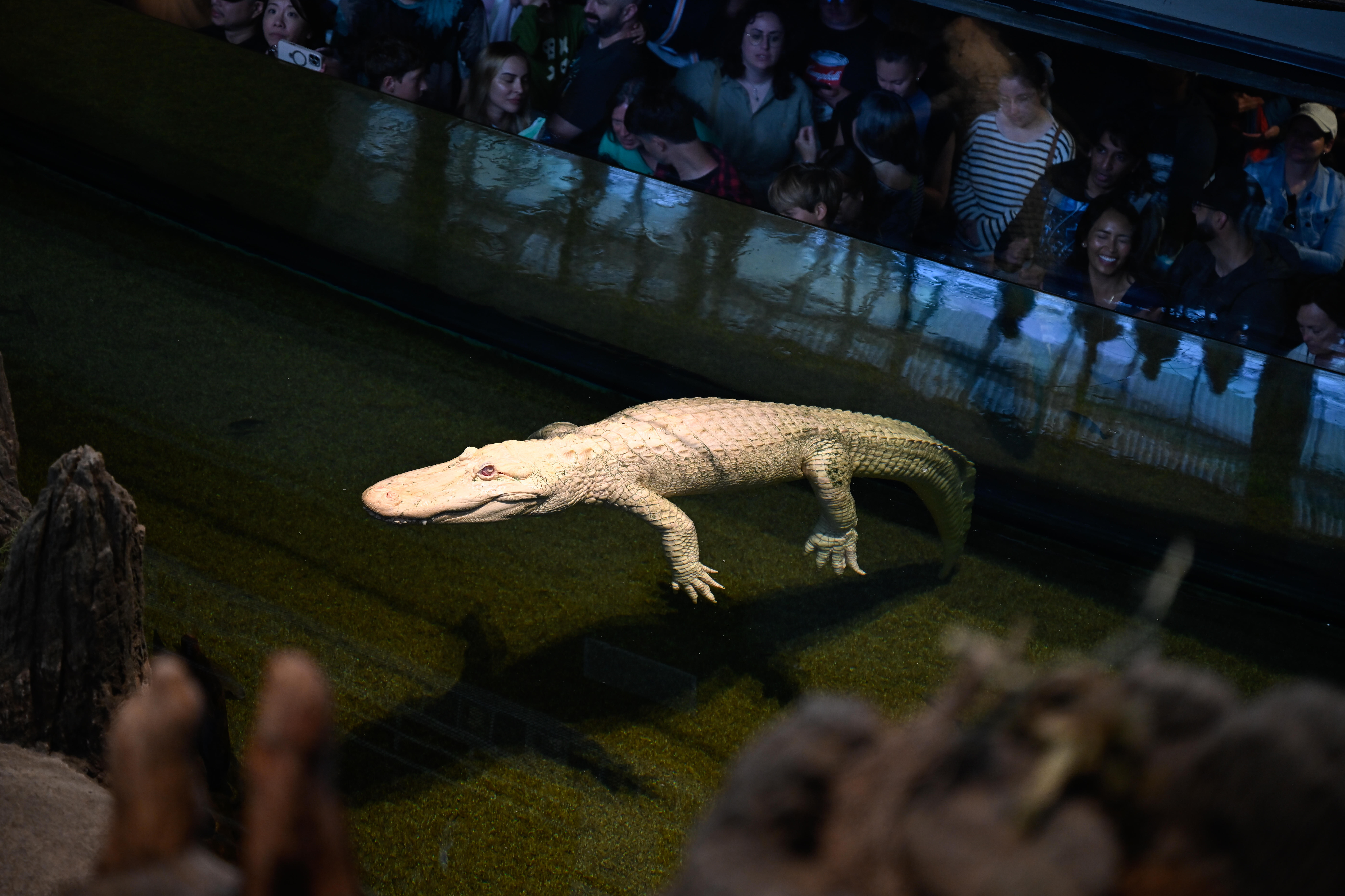 Claude, ein Albino-Alligator, wird in der California Academy of Sciences in San Francisco gezeigt.