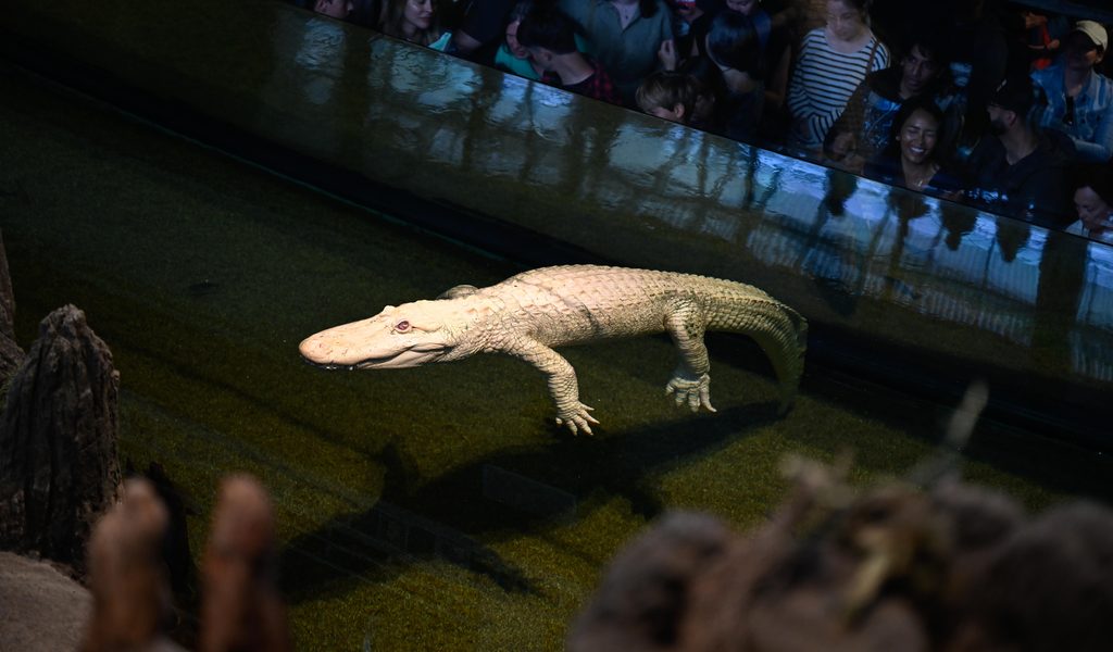 gro-e-trauer-um-claude-millionen-kamen-um-ihn-zu-sehen