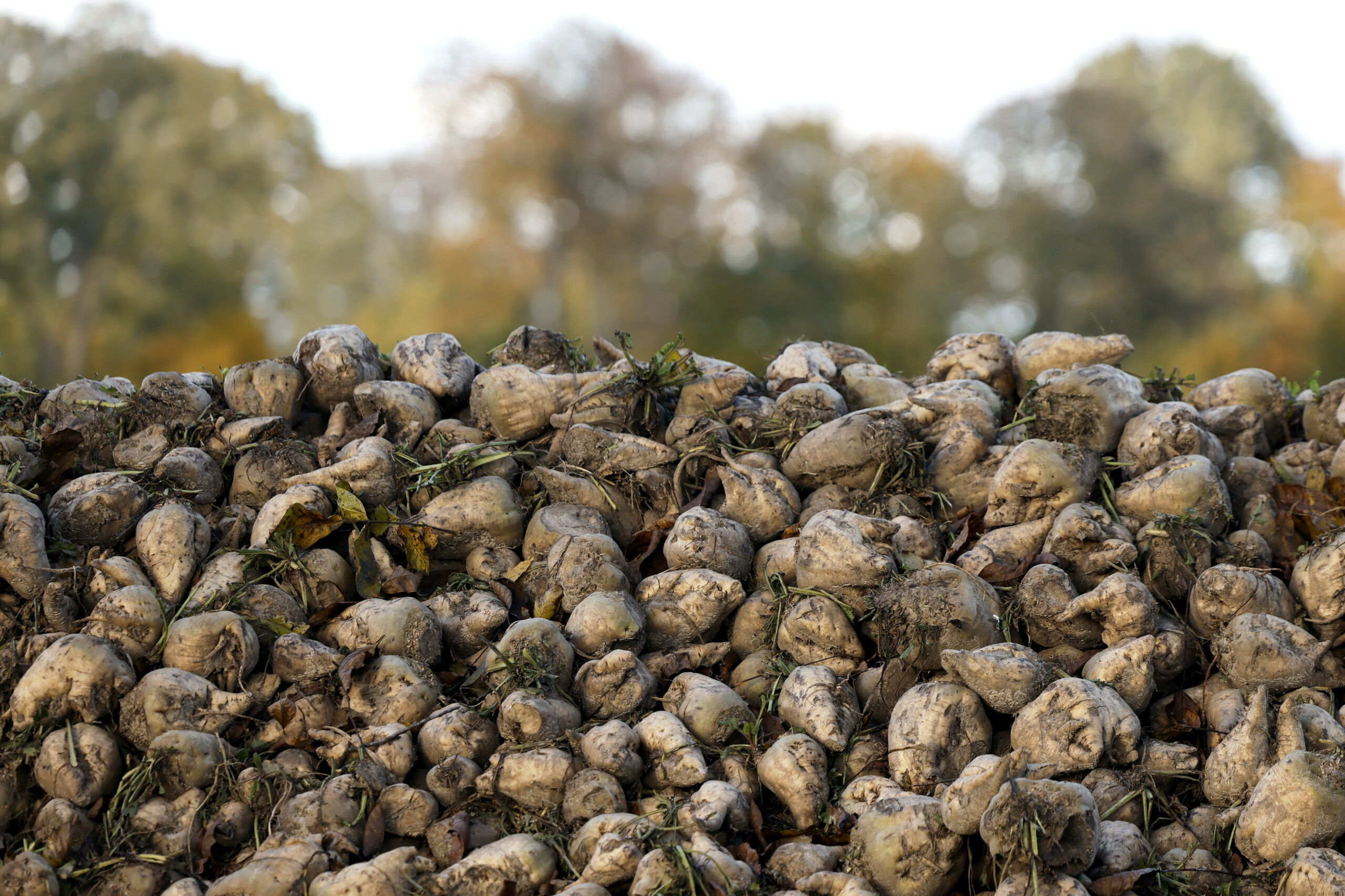 Zuckerrüben (Symbolfoto).