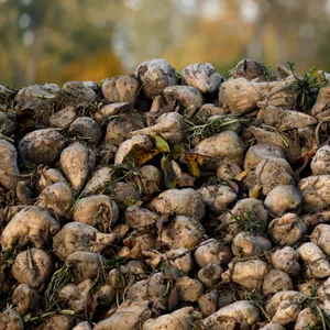 Zuckerrüben (Symbolfoto).