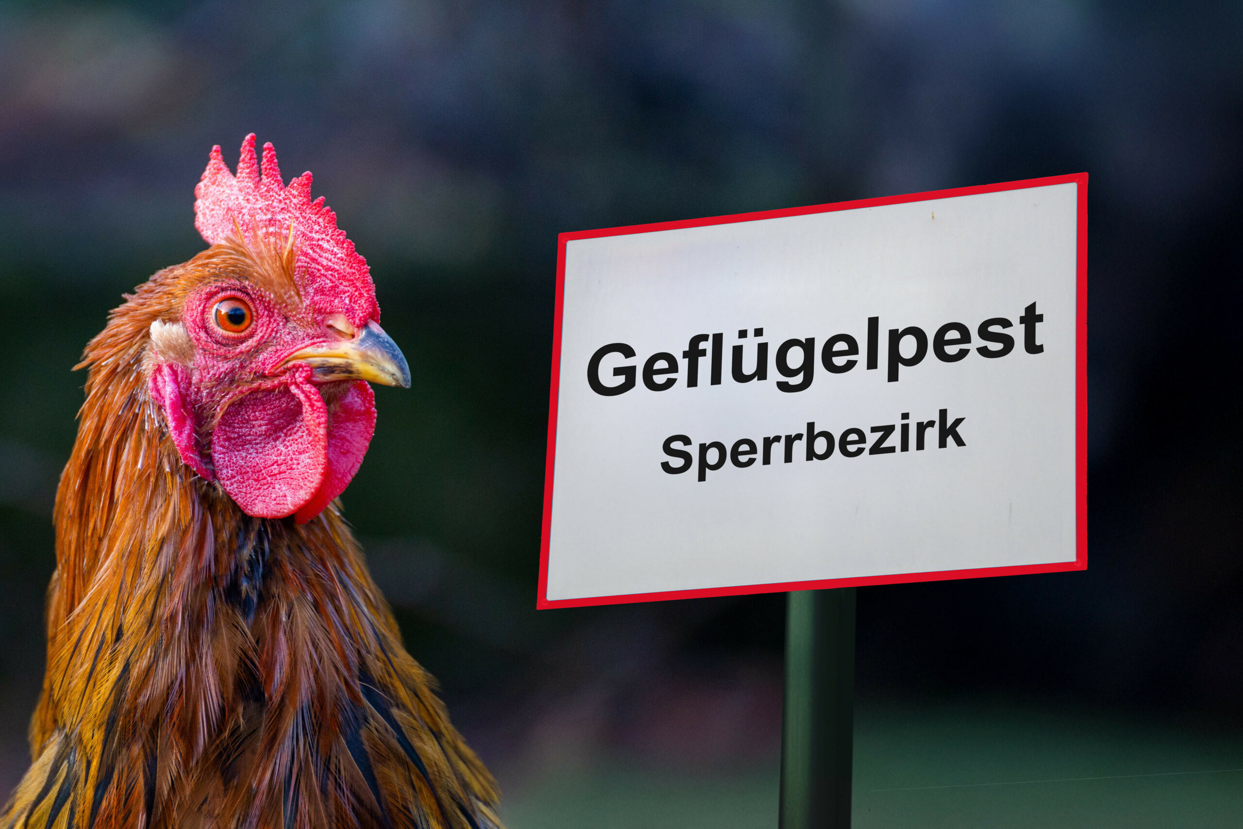 In Niedersachsen breitet sich die Vogelgrippe weiter aus. Immer mehr Landkreise werden zum Sperrbezirk erklärt.
