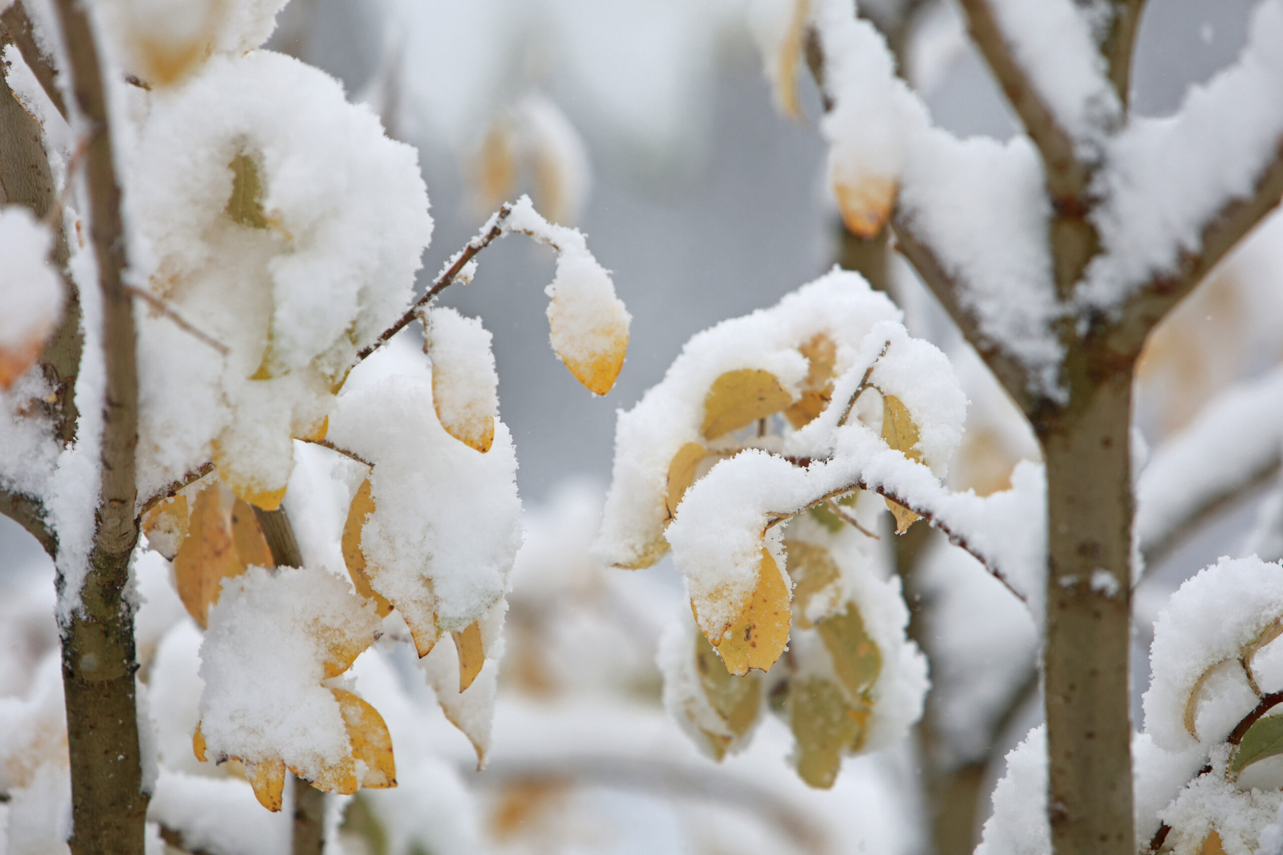 Im Harz fallen pünktlich zu Heiligabend Schneeflocken – doch es wird auch glatt.