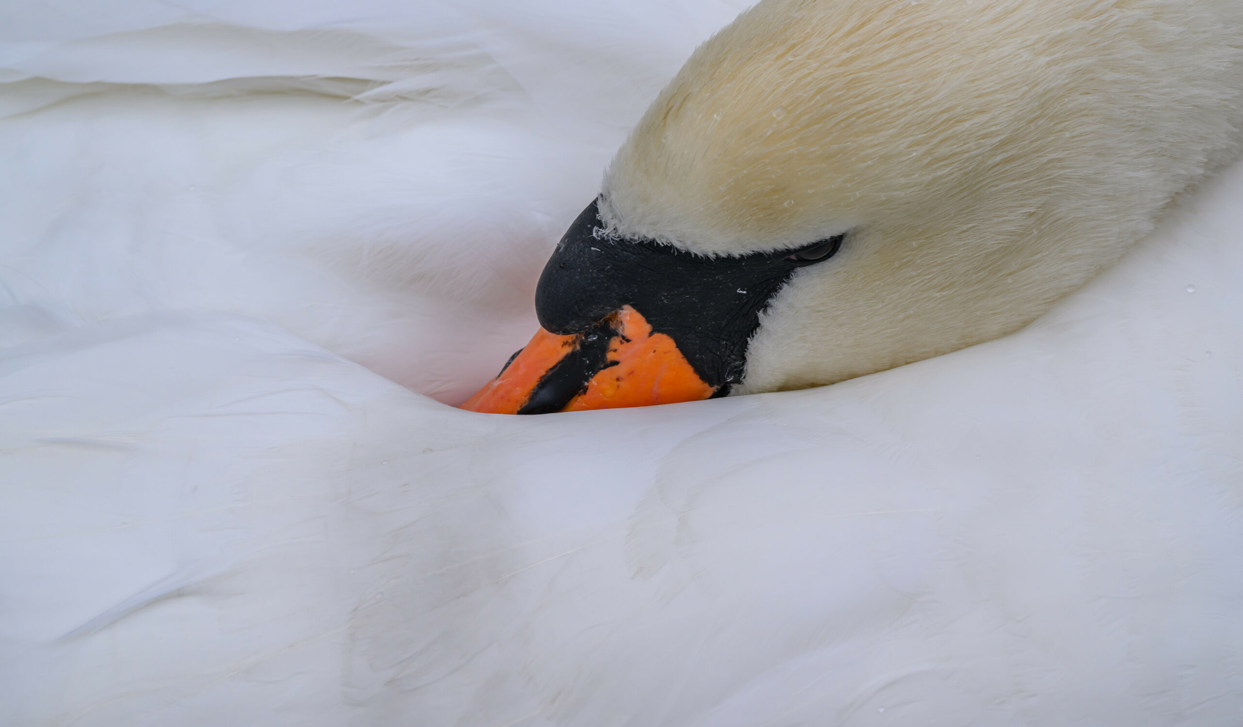 Ein Höckerschwan (Symbolfoto).