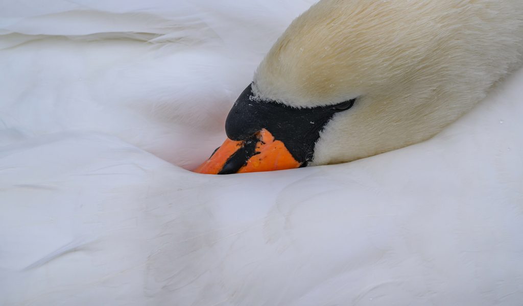 Grausiger-Fund-im-Norden-Gek-pfter-Schwan-entdeckt-was-steckt-dahinter-