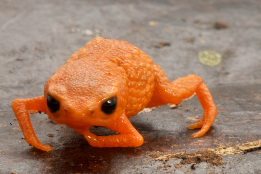 eine-art-h-pfender-minik-rbis-neues-tier-in-brasilien-entdeckt