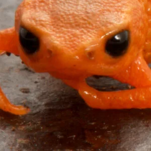 Minifrosch Tier Brasilien