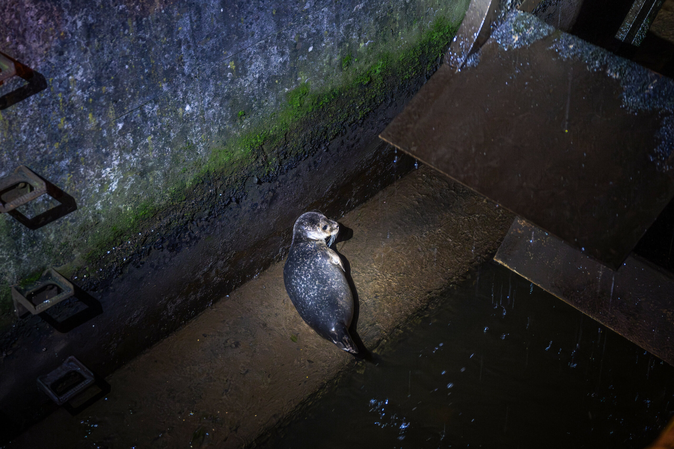 Ein kleiner Seehund sitzt neben einem Wasserrad im Mühlenstrom in Flensburg und kann nicht weiter.