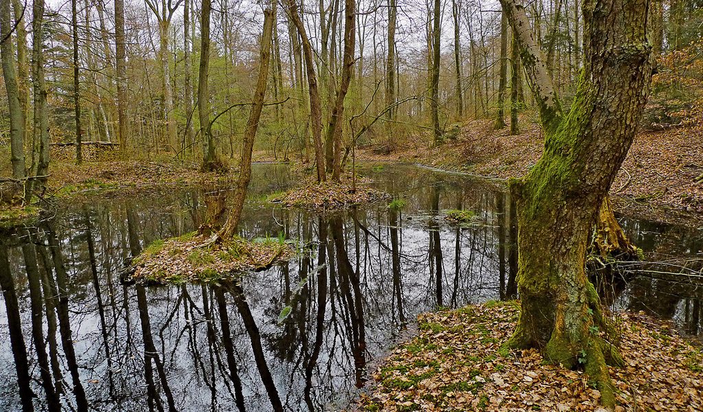 hobbysucher-finden-im-wald-historischen-schatz-doch-reich-werden-sie-damit-nicht