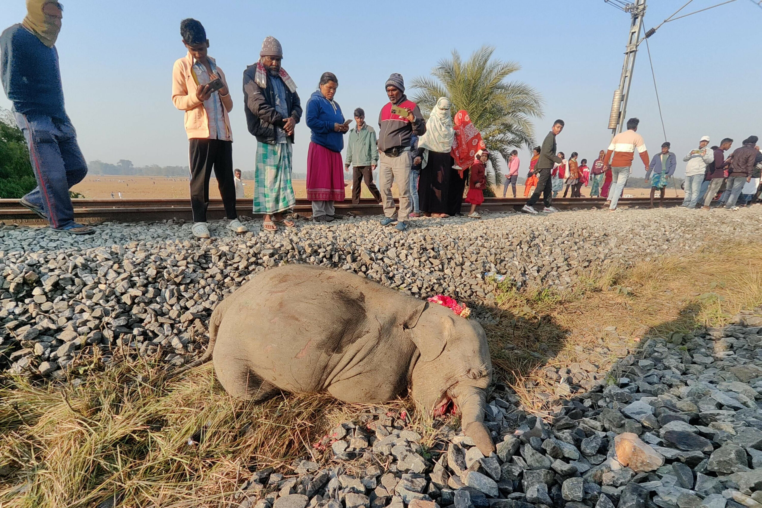 Ein toter Elefant liegt neben dem Gleis