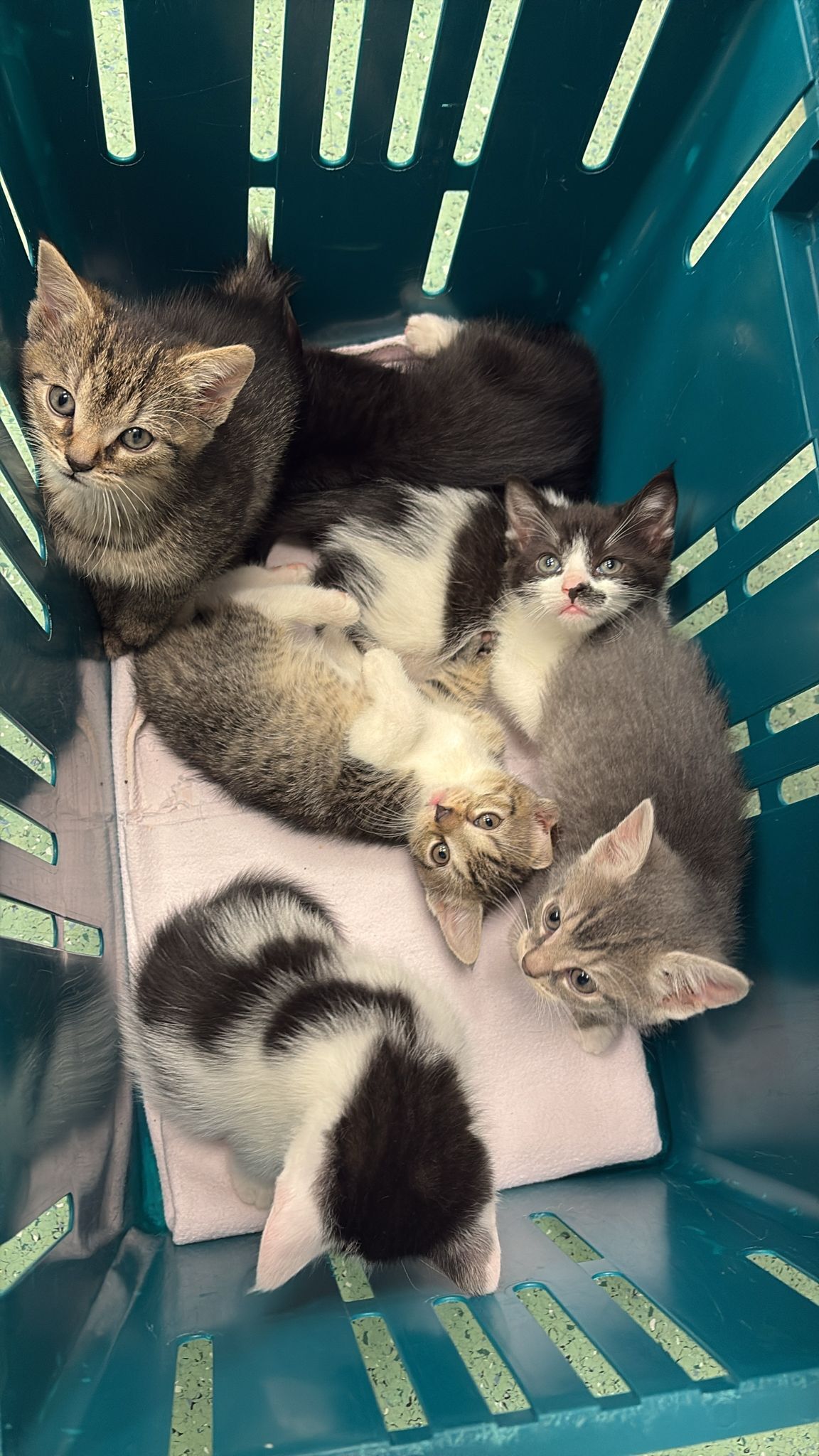 Katzenfund Bergedorf