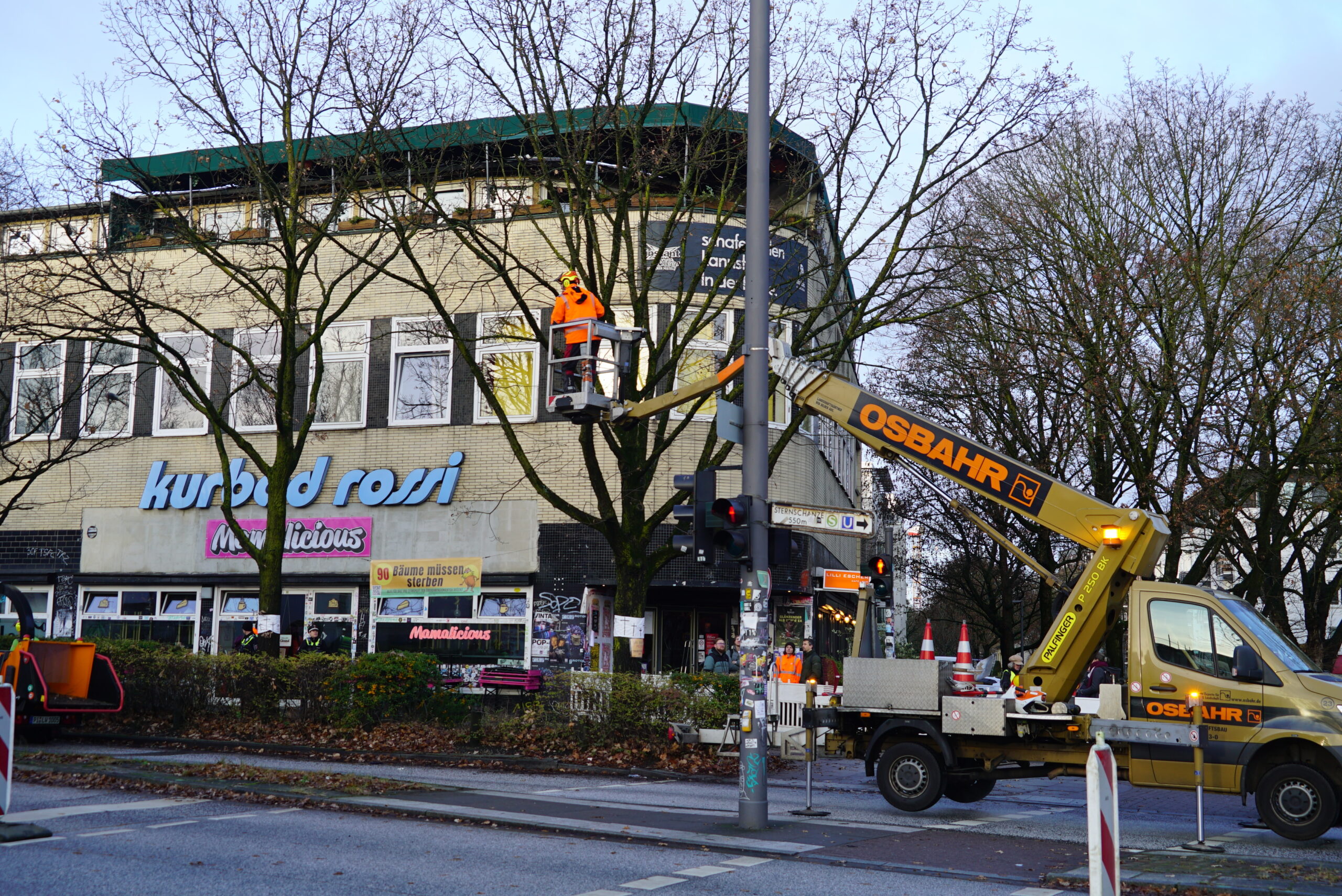 Am Montagmorgen wurden ingesamt 37 Bäume entlang der Max-Brauer-Allee gefällt.