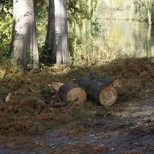 Ende Oktober hat ein Baum eine Frau am Weiher getroffen.