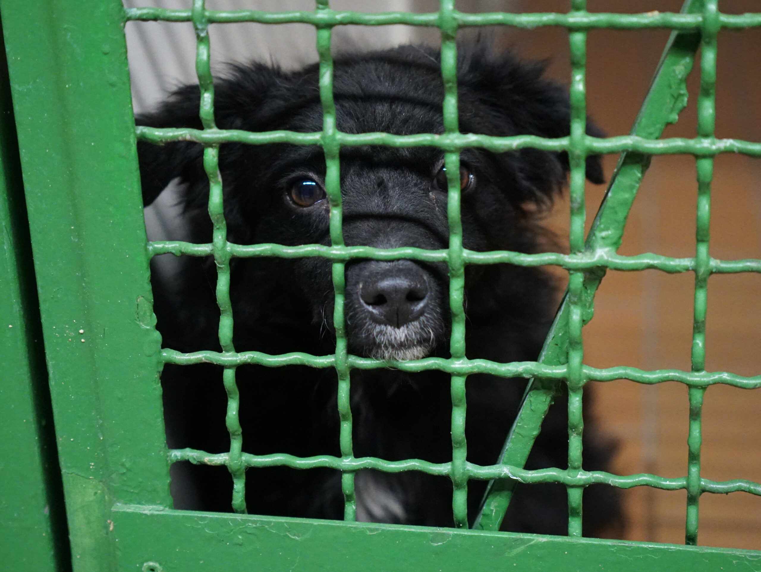 Schwarzer Hund im Hamburger Tierschutzverein