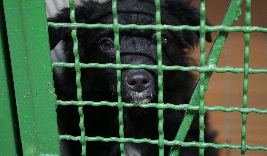 -Eine-H-llenfahrt-So-leiden-die-Tiere-im-Hamburger-Tierheim-an-Silvester
