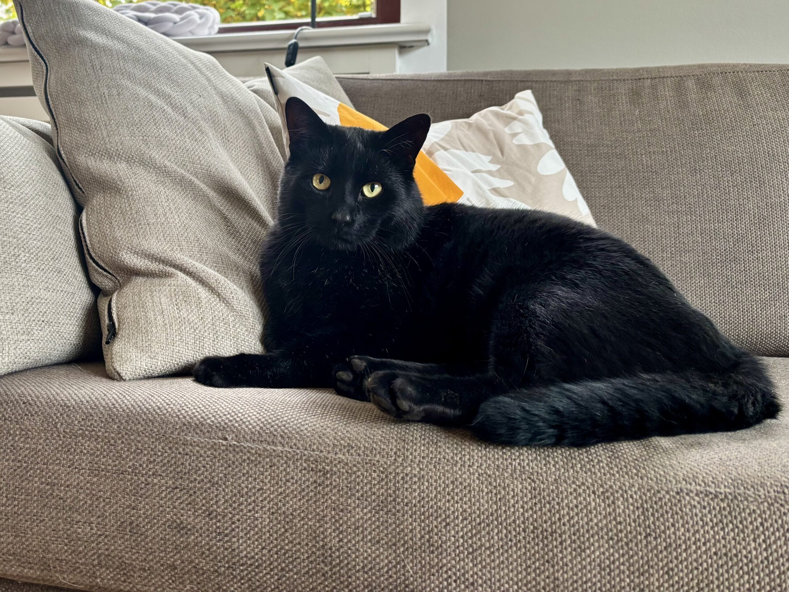 Schwarzer Kater liegt auf dem Sofa
