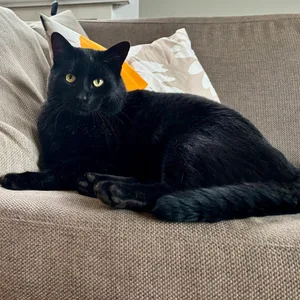 Schwarzer Kater liegt auf dem Sofa