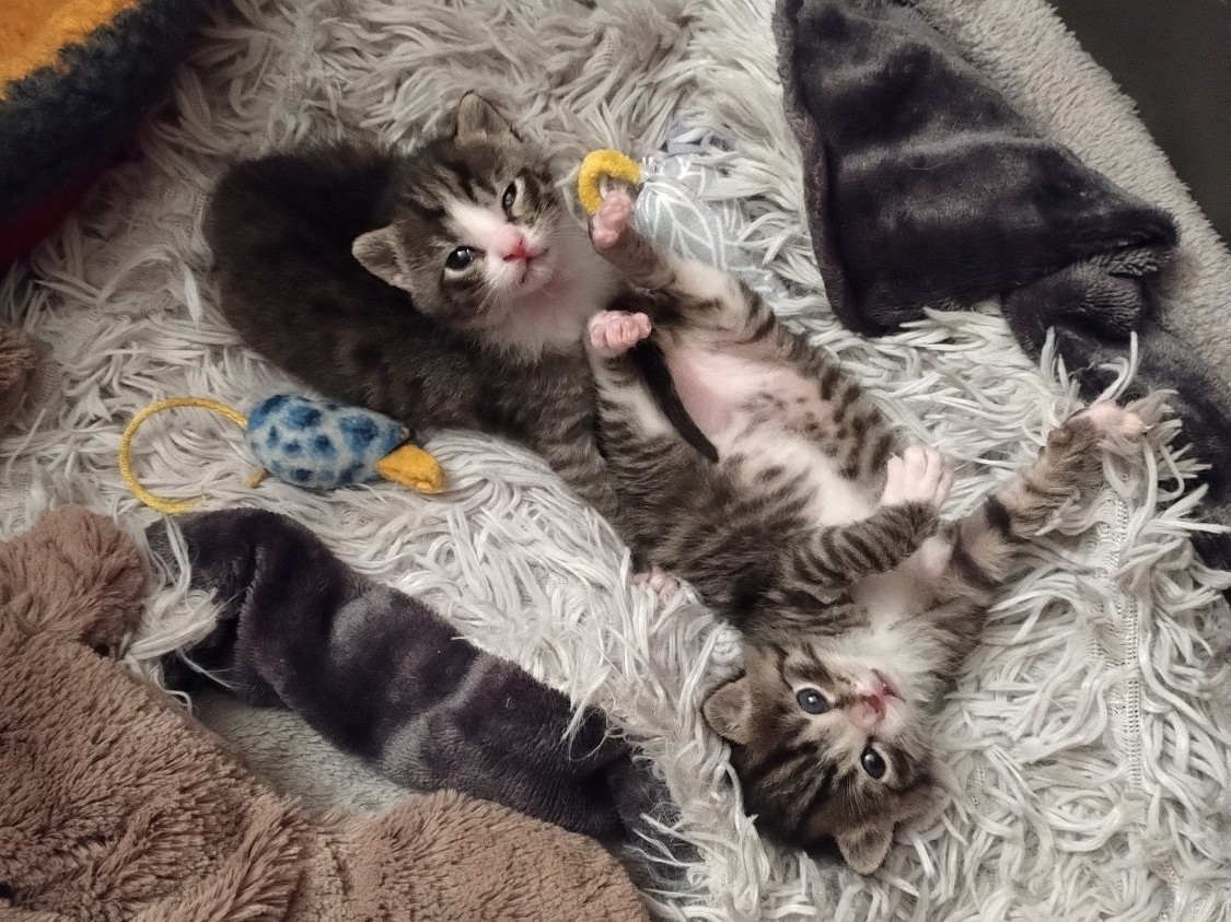 Katzenbaby Tierschutz