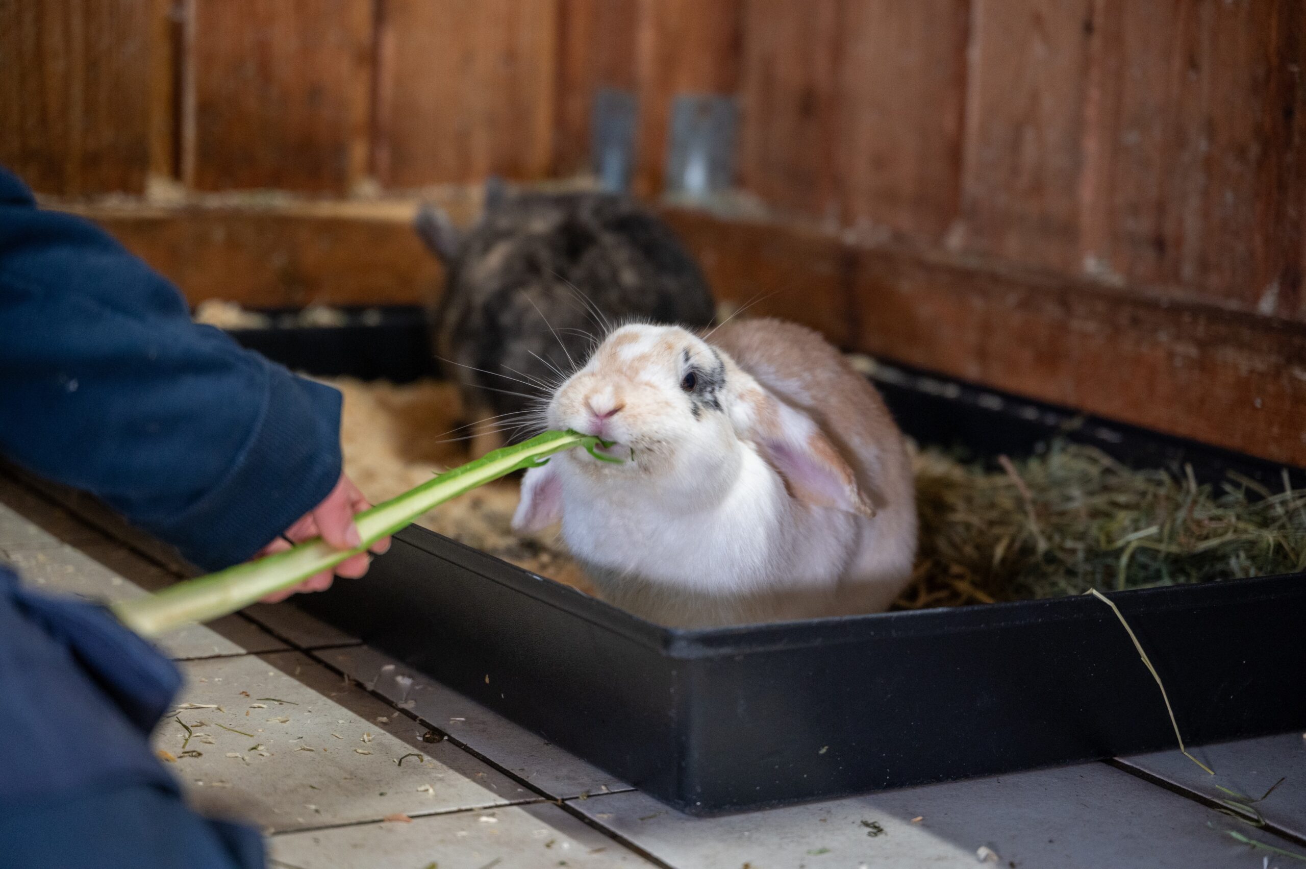 Die Kaninchen von Vosgrau im Tierheim Henstedt-Ulzburg.