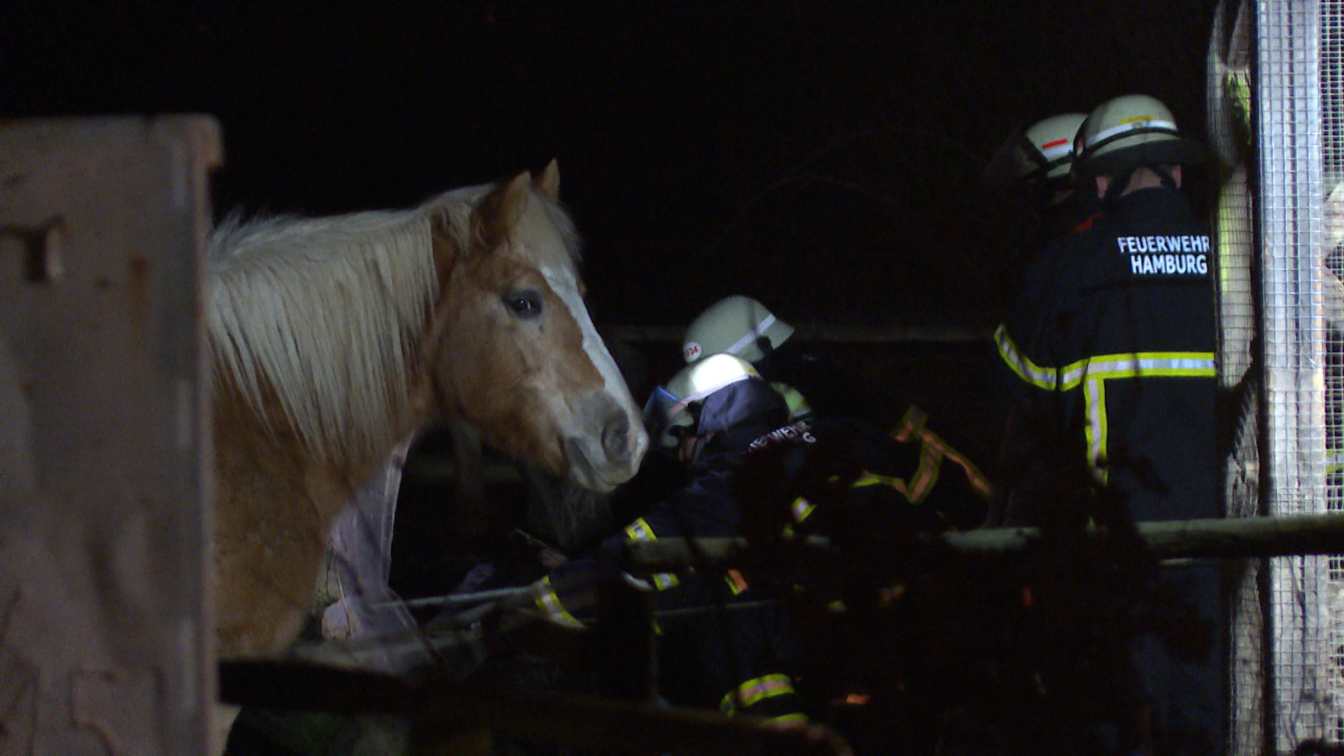 Pferd Weide Feuerwehr