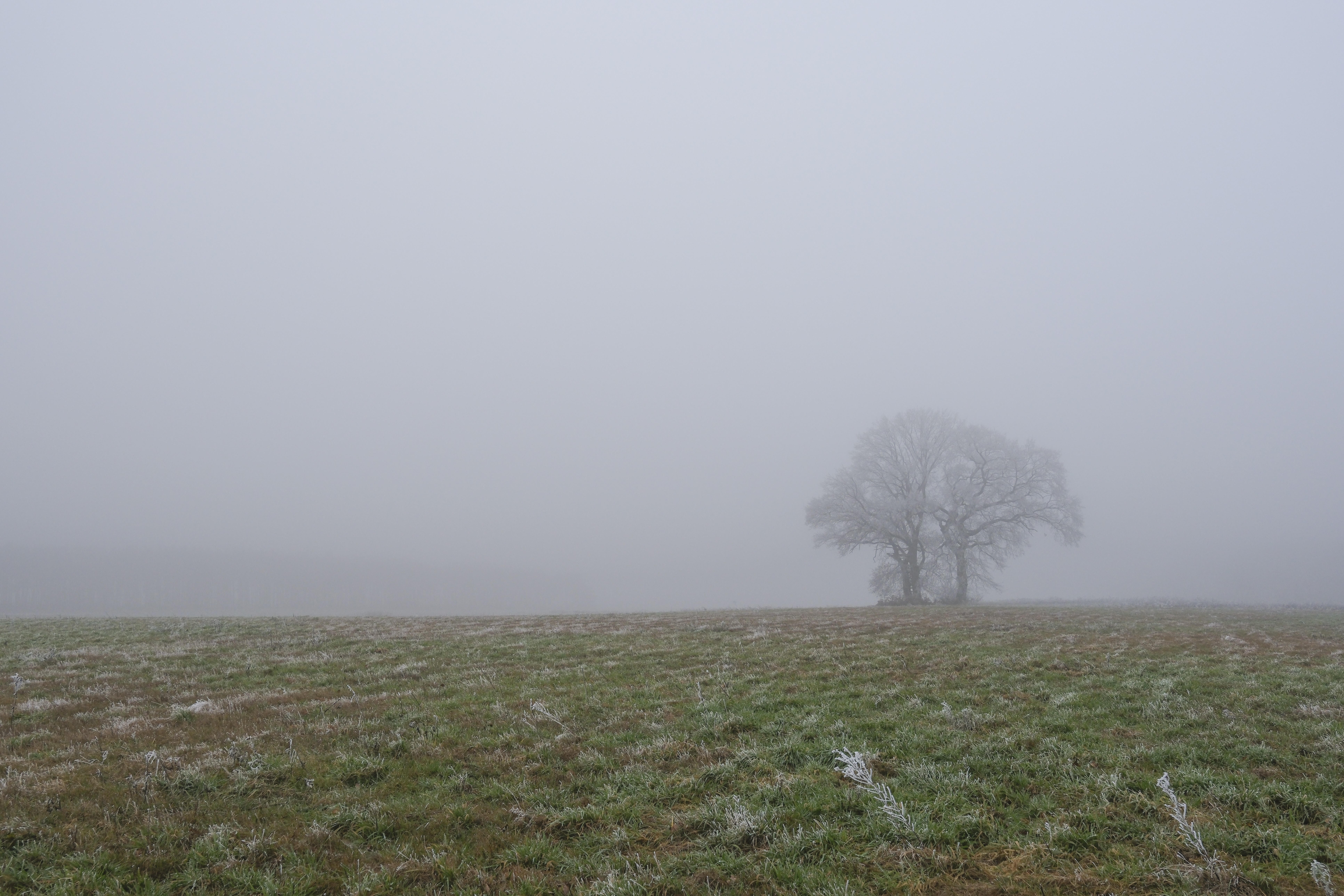 Ein Baum im Nebel