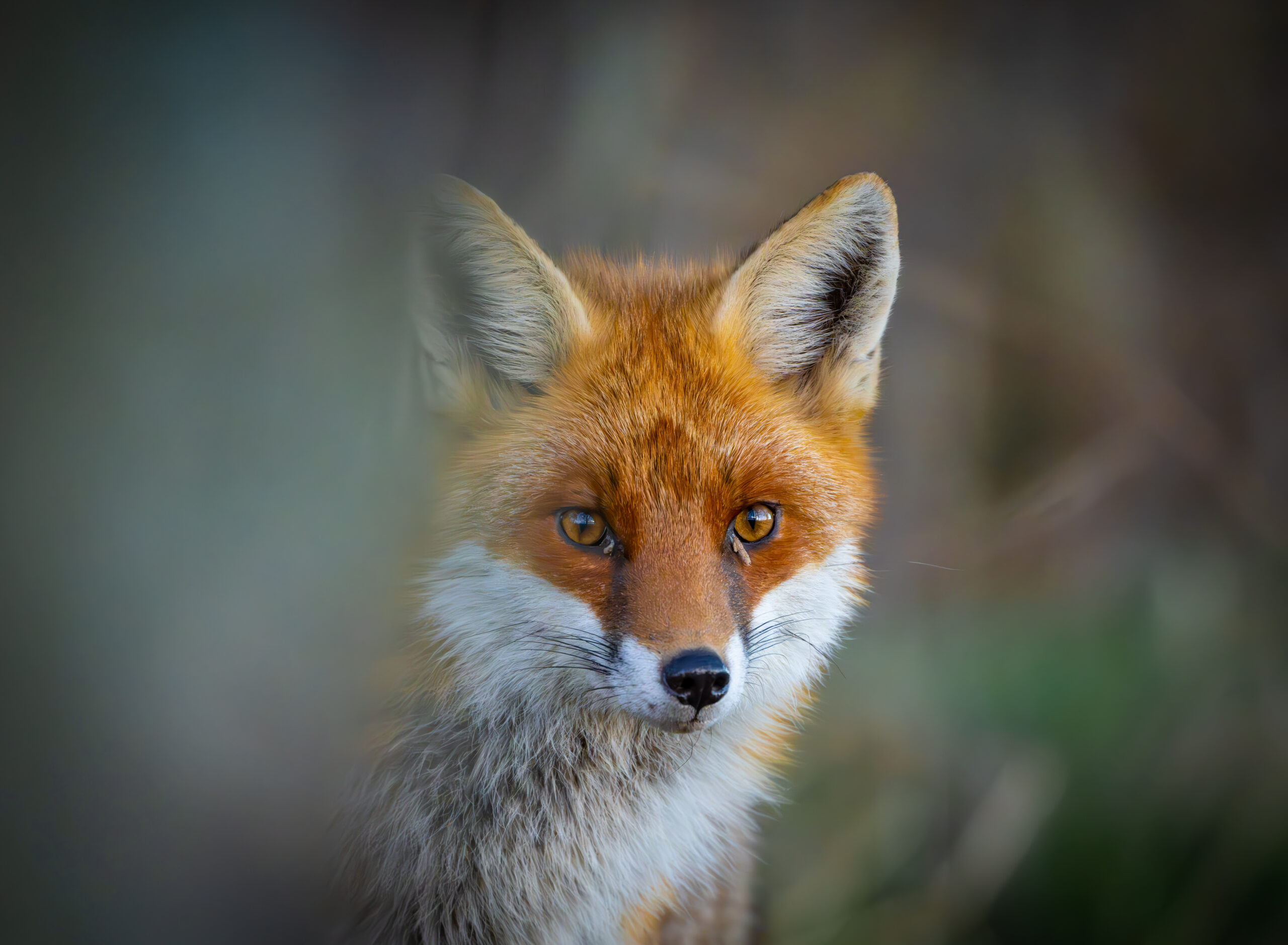 Rotfuchs (Archivbild)