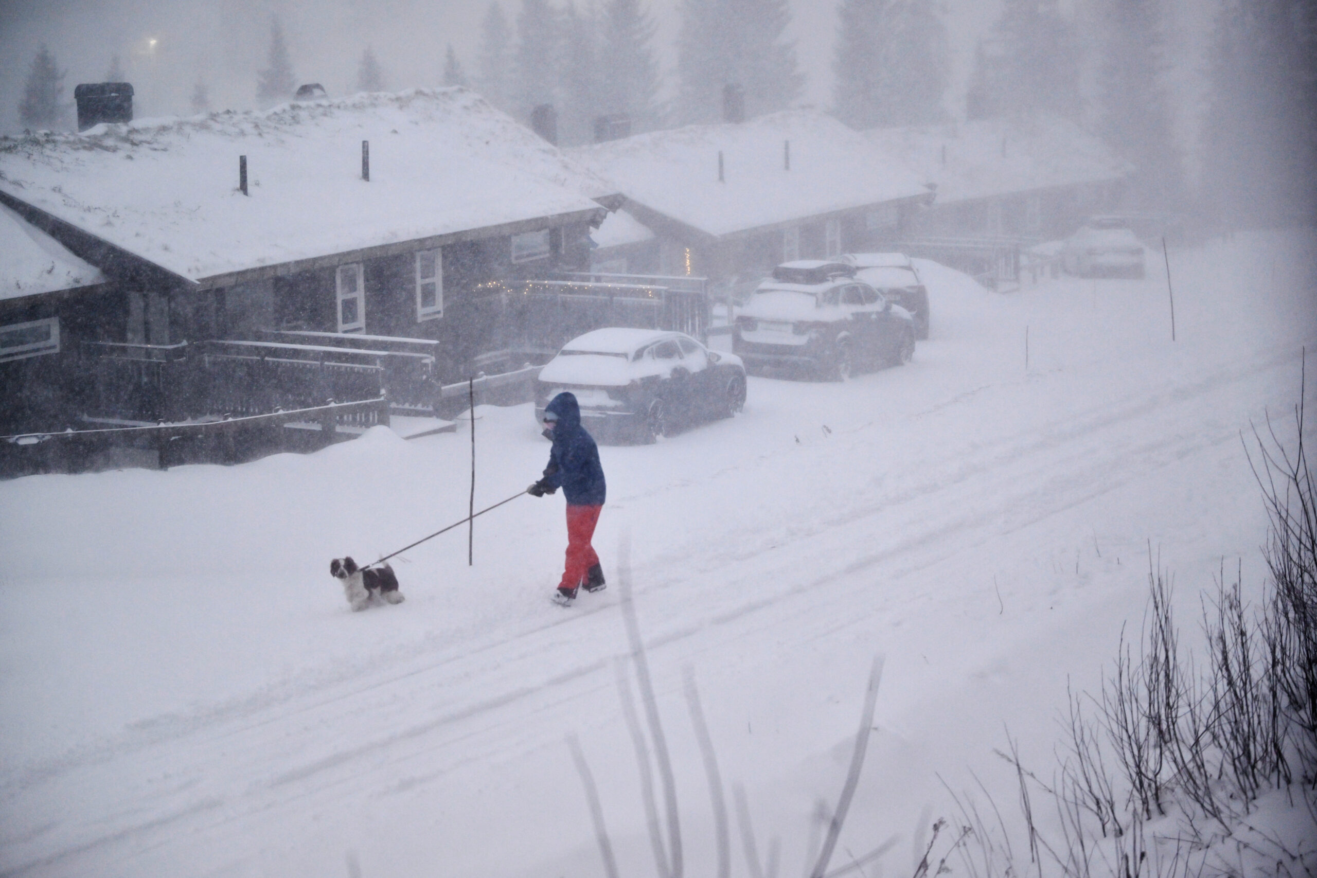 Eine Person geht mit ihrem Hund spazieren, während der Sturm Johannes über Nordschweden hinwegzieht.