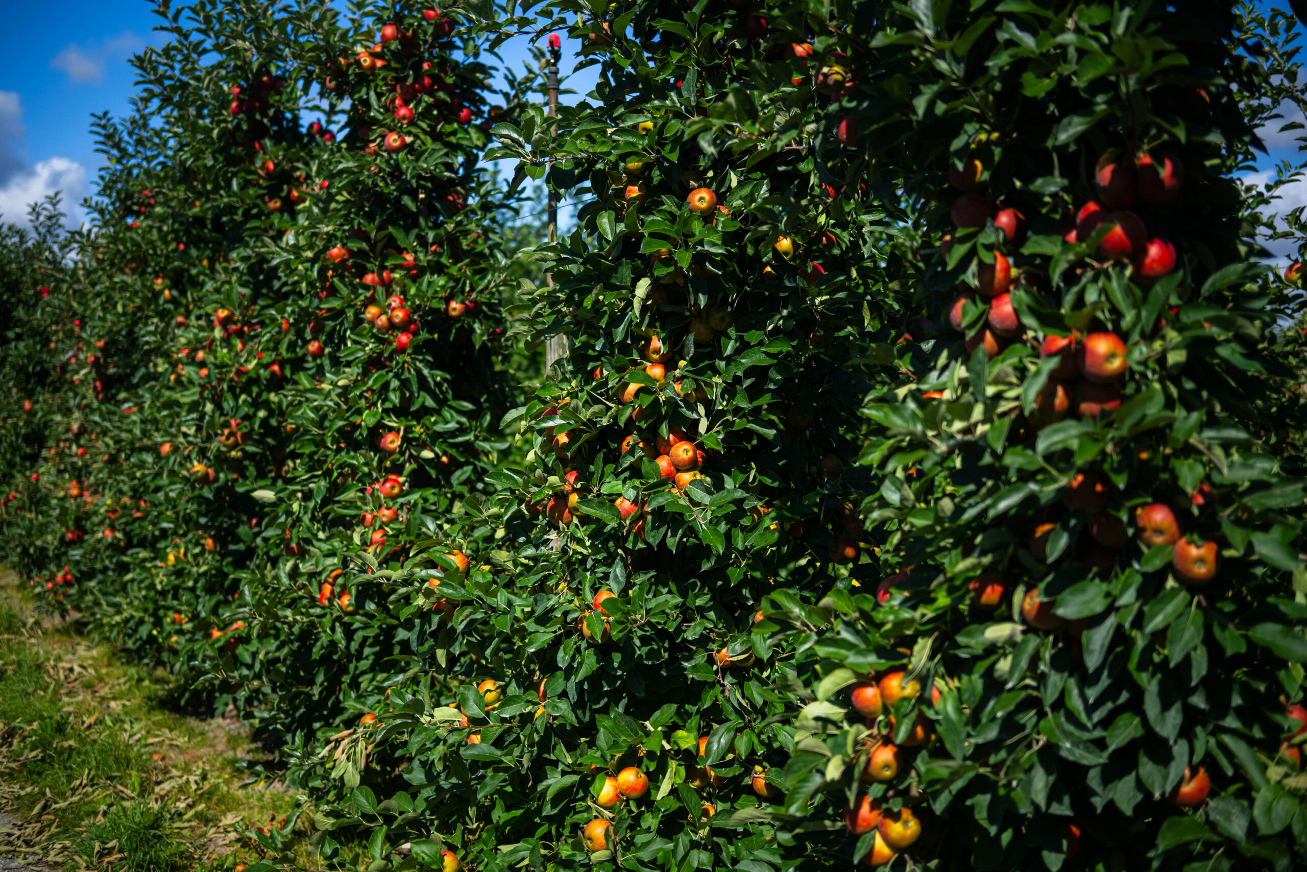 Apfelbäume im Alten Land